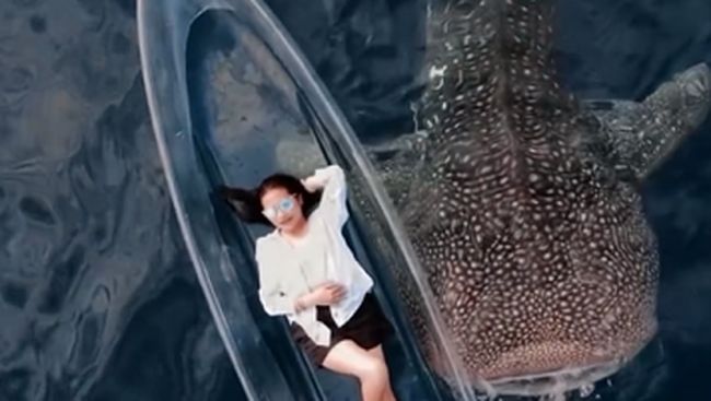 Bikin Iri! Prilly Latuconsina Pamer Liburan di Gorontalo Ditemani Hiu Paus yang Sedang&nbsp;Viral