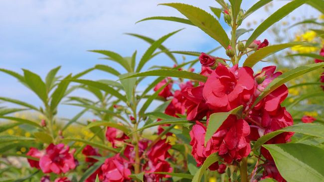 Mengenal Tanaman Pacar Air, Ampuh Atasi Rematik hingga&nbsp;Sembelit